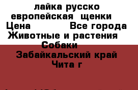 лайка русско-европейская (щенки) › Цена ­ 5 000 - Все города Животные и растения » Собаки   . Забайкальский край,Чита г.